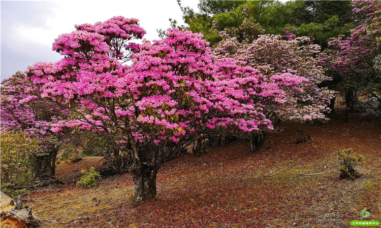 青巖山杜鵑花開漫山野 大美蘭坪等你來！